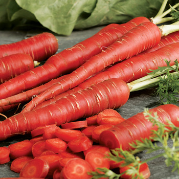 Natural Fresh Red Carrot, For Snacks, Pickle, Food, Human Consumption, Packaging Size : 25kg 50kg