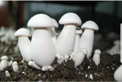 Milky White Mushroom