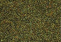 Sesbania Seeds, Color :   Black, Green