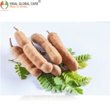 Tamarind, Color : Natural Brown