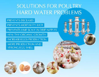 Water Conditioner Supplier For Poultry