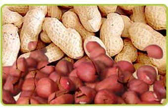 Groundnut Kernels