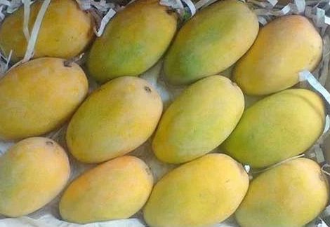 Yellow Natural Fresh Kesar Mango, For Juice Making, Direct Consumption, Packaging Type : Bag