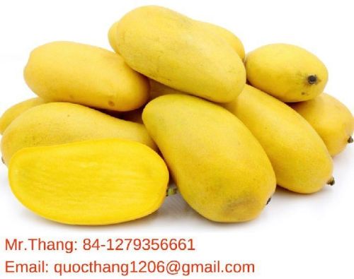 Fresh mango, Certification : Global Gap, Viet Gap
