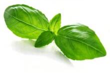 Authentic Sweet Basil Oil