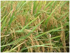 1121 White Sella Rice