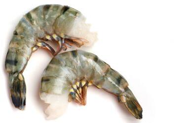 Black Tiger Prawn