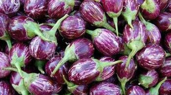 Brinjal, Cultivation Type : Organic