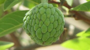 Custard Apple