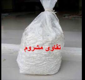 Oyster Mushroom Seeds, Brand Name : Boodymushroom