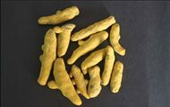 Turmeric