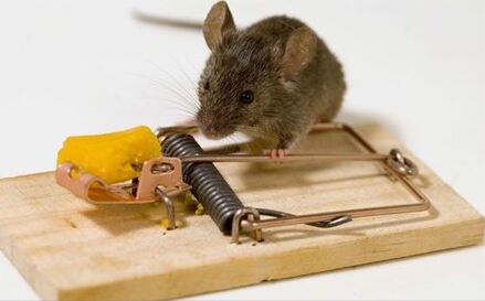Mouse Trap