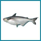 Basa Fish, For Cooking, Food, Human Consumption, Style : Fresh, Frozen