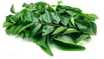 YOUDLEE Raw Curry Leaves, Certification : GMP, ISO