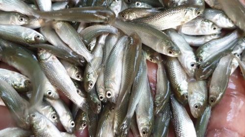 IMC Fish Seeds, Style : Alive