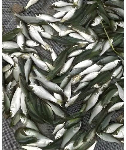 Rohu Fish Seeds, Packaging Type : Packet