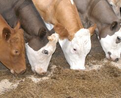 Animal Feed Plant