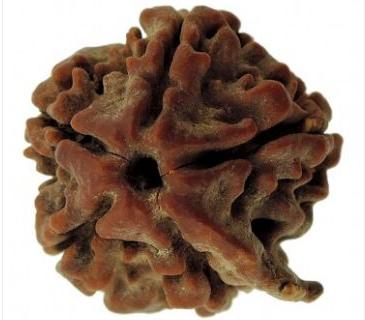 GANESH RUDRAKSHA