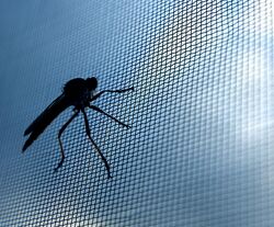 Window Insect Screen