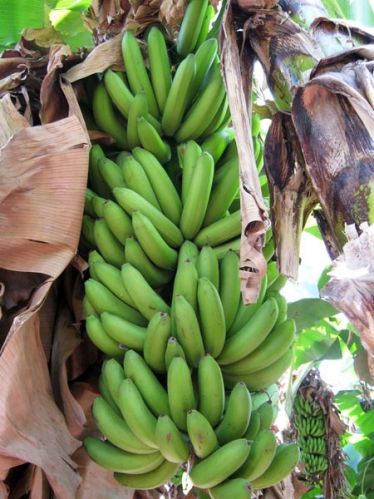 Natural Raw Green Banana, For Cooking, Packaging Type : Gunny Bag