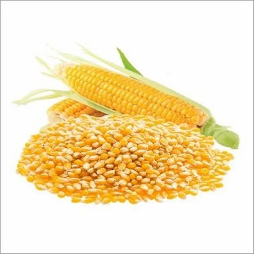 Natural Yellow Maize Seeds, For Making Popcorn, Animal Food, Packaging Type : Bags