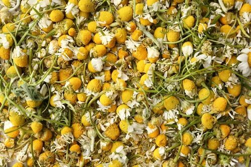 Chamomile Flower, Packaging Type : Loose