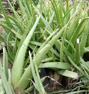 Green Herbal Aloe Vera Leaves, Packaging Type : Loose