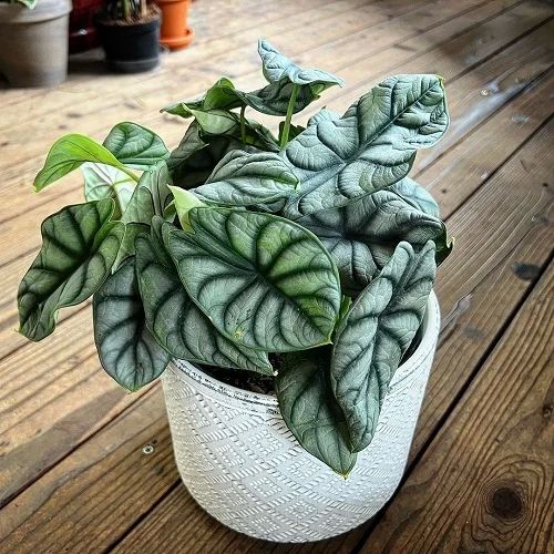 Green Alocasia Plant