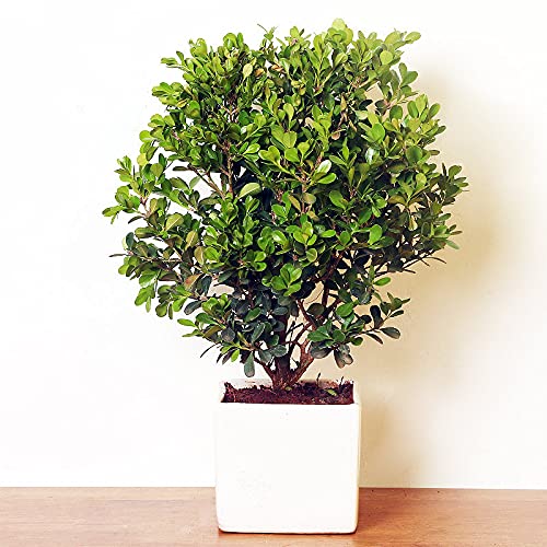 Buxes Boxwood Plants, Color : Green