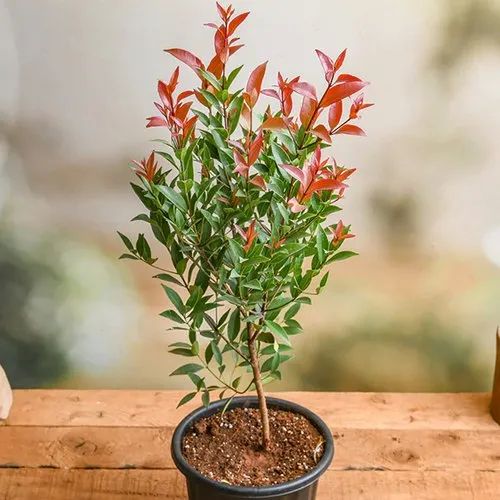 Natural Cristina Ficus Plant, For Plantation, Color : Green