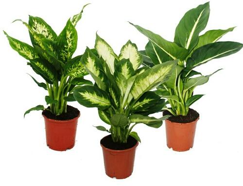 Dieffenbachia Plant, Feature : Fast Growth, Fresh Quality