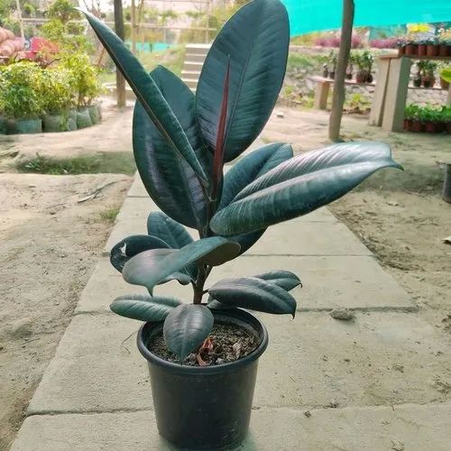 Natural Green Black Ficus Plant, For Outdoor