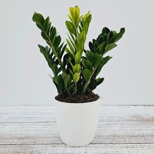 Green Zamia Plant, For Garden