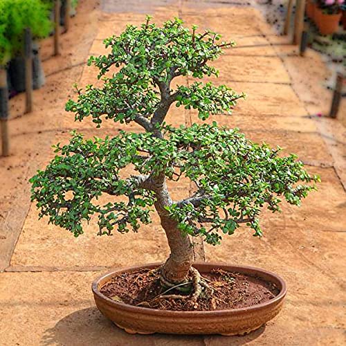 Green Natural Jade Bonsai Plant, For Plantation, Outdoor, Condition : Fresh