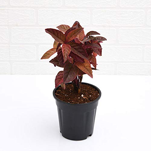 Dark Brown Kodo Plant