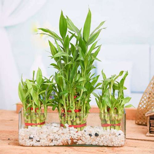 Green Lucky Bamboo Plant, For Home Decoration