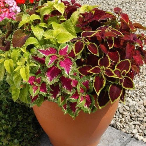 Outdoor Coleus Plant