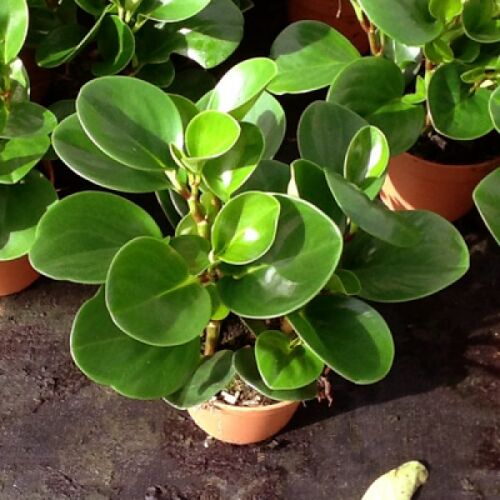 Green Peperomia Plant, For Indoor Decoration