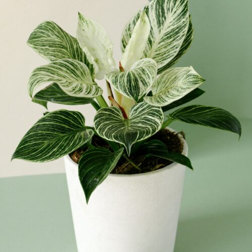 Philodendron Birkin Plant, For Garden, Color : Green