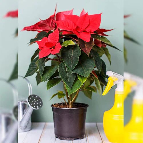 Poinsettia Flowering Plant, For Outdoor/ Indoor