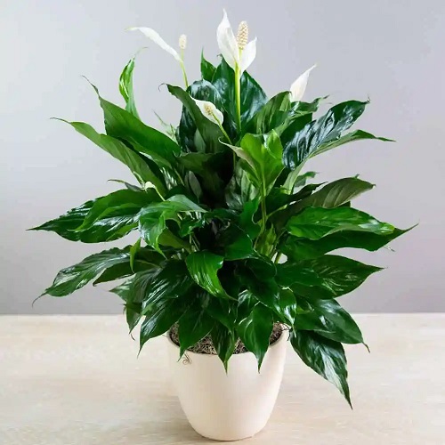 Spathiphyllum Peace Lily Plant, Color : Dark Green