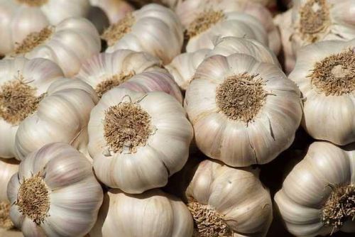 Fresh Garlic, Packaging Size : 50 Kg