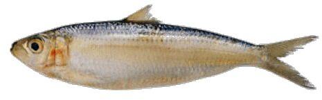 Indian Oil Sardine