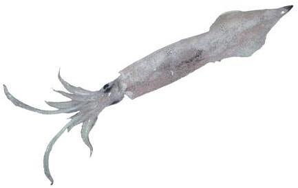 NEEDLE SQUID