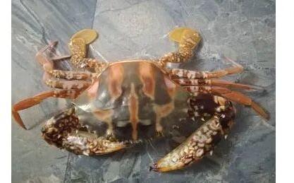 Sea Crab, Packaging Type : Box