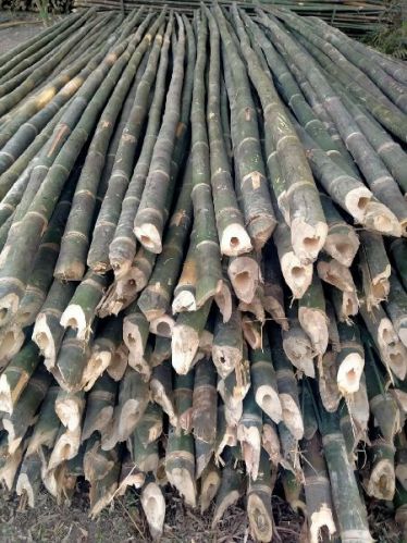 Green Bamboo Poles, For Construction