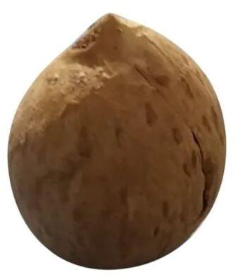 Organic Avocado Seed, Packaging Type : Plastic