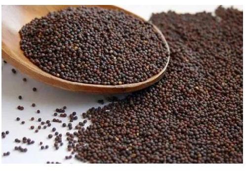 Mustard Seeds, Packaging Size : 50 Kg