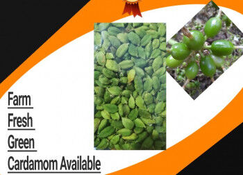 Raw Polished Common Fresh Green Cardamom, For Food Medicine, Spices, Cooking, Packaging Size : 1 Kg