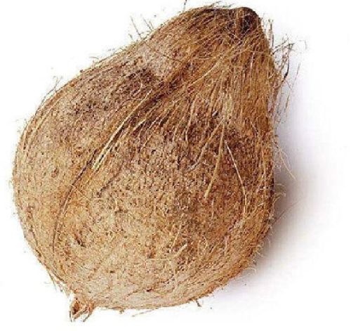 Raw Natural Semi Husked Coconuts, For Good Taste, Coconut Size : Large